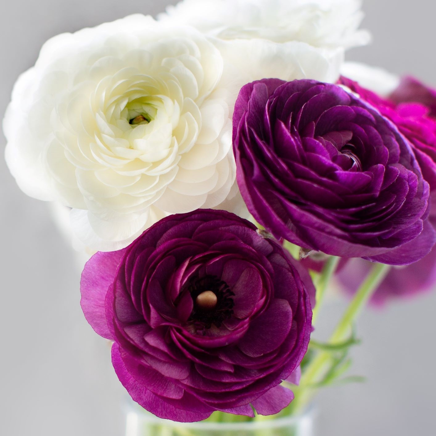 Easy to Grow Ranunculus Buttercup Royalty Collection 20 Plant Bulbs Spring Bloom