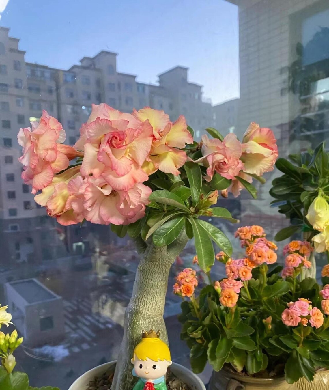 5Pcs Rare Yellow & Pink Desert Rose Seeds Garden Flower Decor-seed (5170)