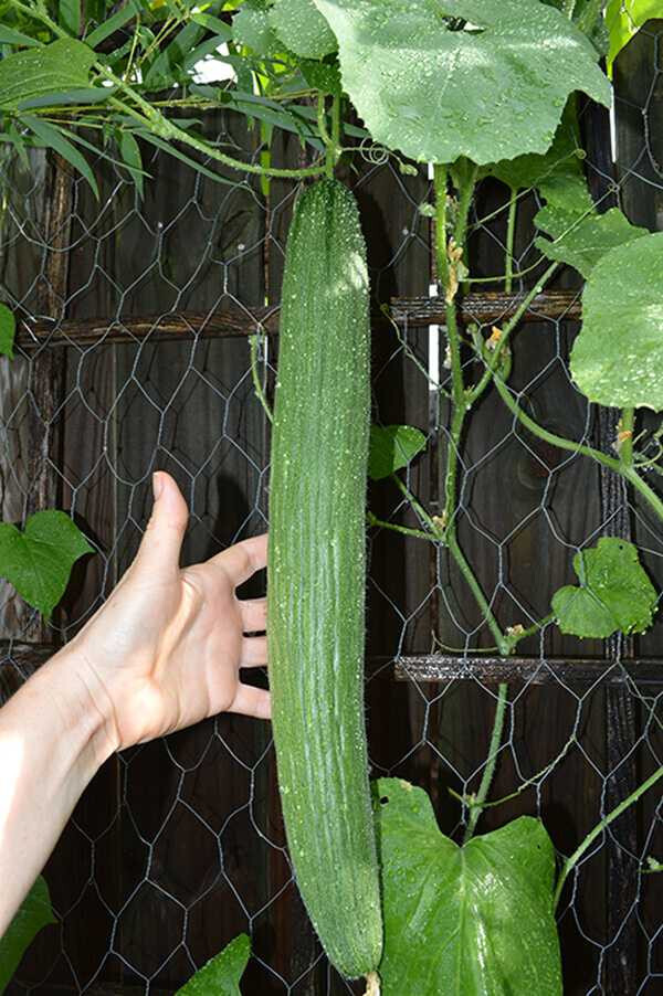 25 ARMENIAN YARD LONG CUCUMBER SEEDS ~ heirloomseedguy ~ NON-GMO ~ 2026