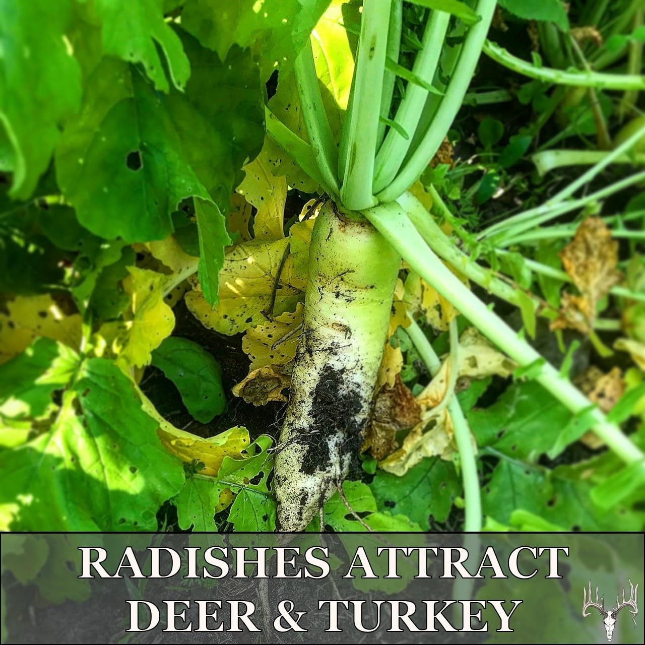 Fall Food Plot Seed Mix for Whitetail Deer & Turkey 4 lbs, No Till, 0.67 Acres