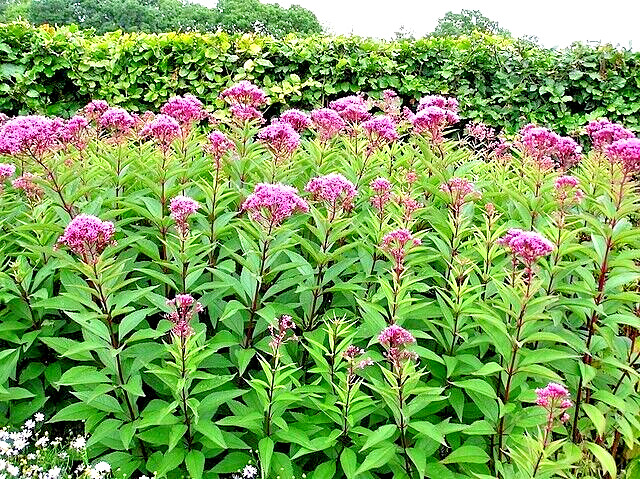 JOE PYE WEED 1001 SEEDS BONSET, EUPATORIUM PURPUREUM, TALL WILDFLOWER, BULK