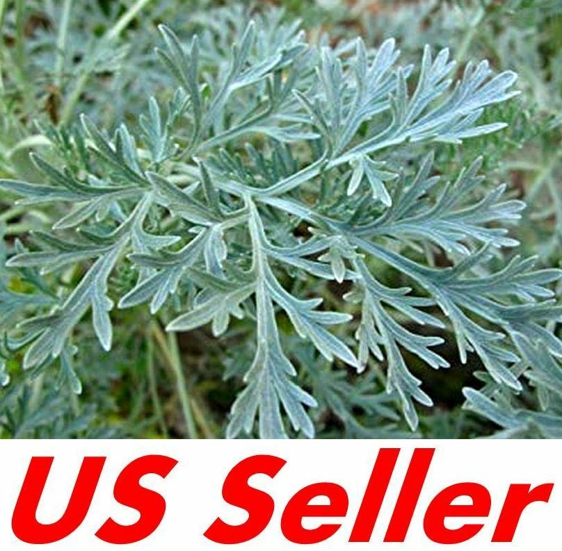500 Seeds, Wormwood (Artemisia Absinthium) Seeds T84