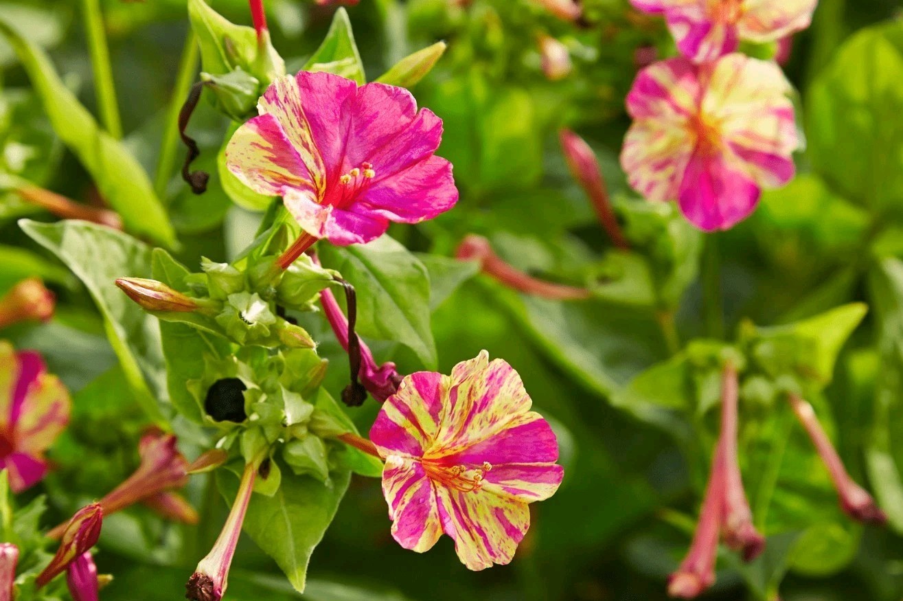 Four O’Clock Multicolo (Seeds) Mirabilis jalapa,Pink And yellow