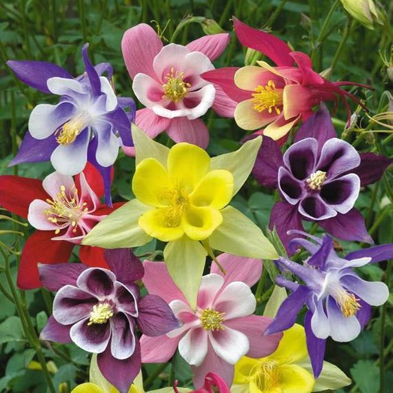 McKana Giant Mix Columbine Seeds | 100 – 2,000 Seeds | Non-GMO | Free Ship 1216