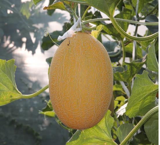 Rare Hami Melon Large 4-5lb fruits Sweet & Crunch 25+ Seeds