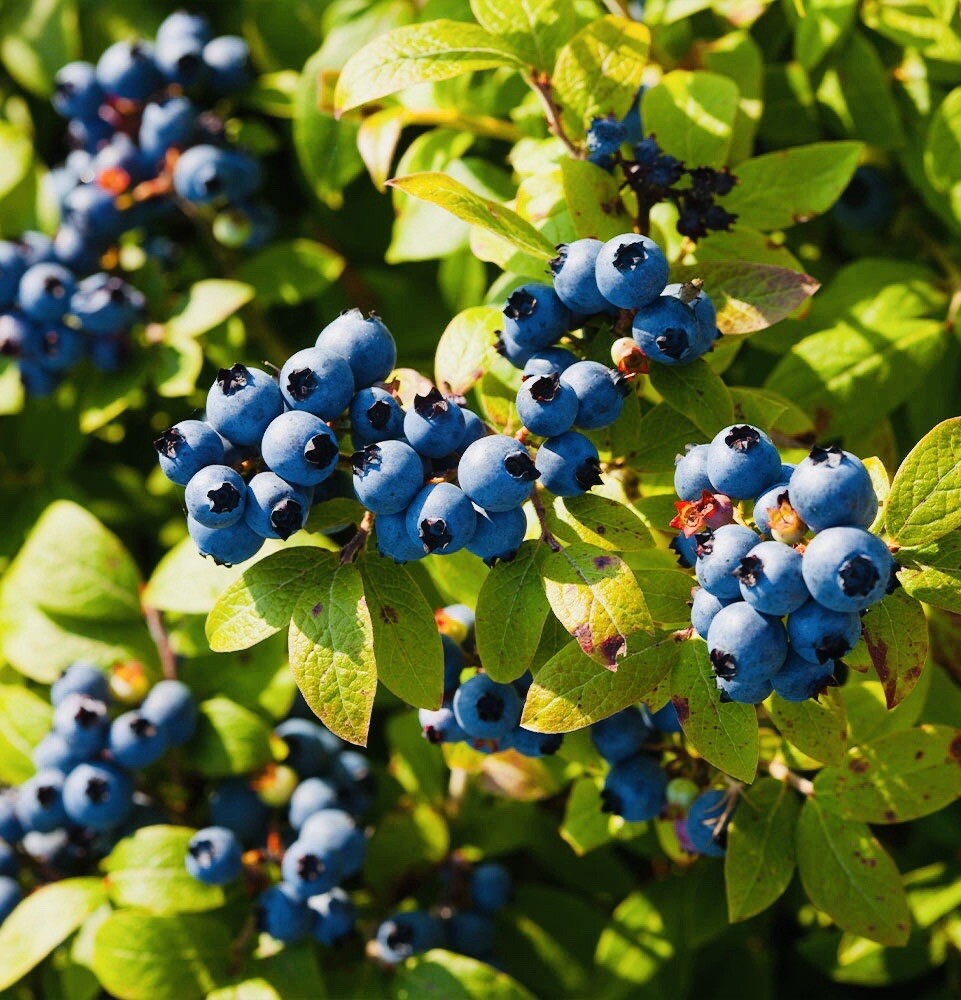 200+ EUROPEAN BLUEBERRY SEEDS RARE AUTUMN LOW BUSH SWEET DELICIOUS USA FREE SHIP