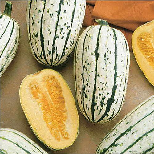 Delicata Squash Seeds | 20 Seeds | Non-GMO | Free Shipping | Seed Store | 1120