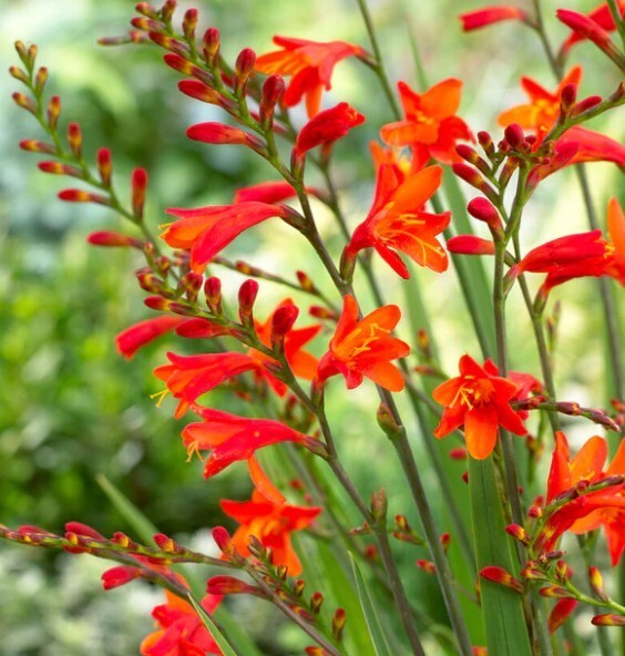 Easy to Grow Crocosmia Red/Orange Hot Mix 50 Plant Bulbs Spring Summer Flower