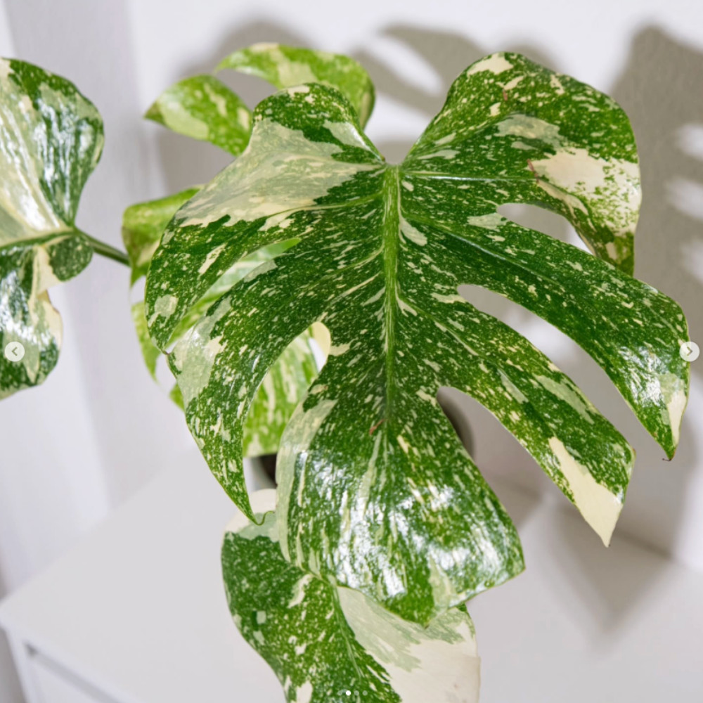 Thai Constellation Monstera Live Plant 4-6 Inches Tall Healthy Rooted Variegated
