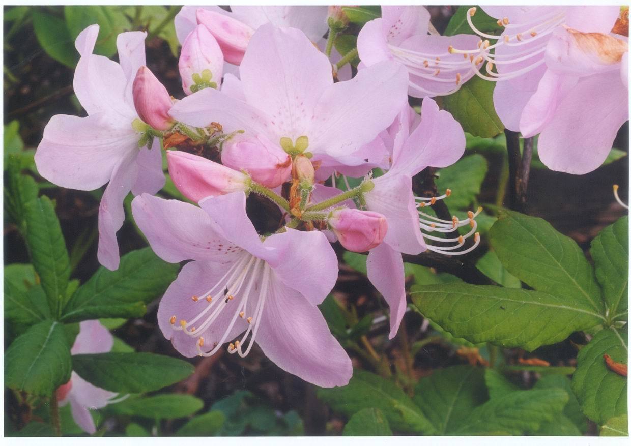 Royal Azalea, Rhododendron schlippenbachii, Seeds (Showy, Fragrant, Fall Color)