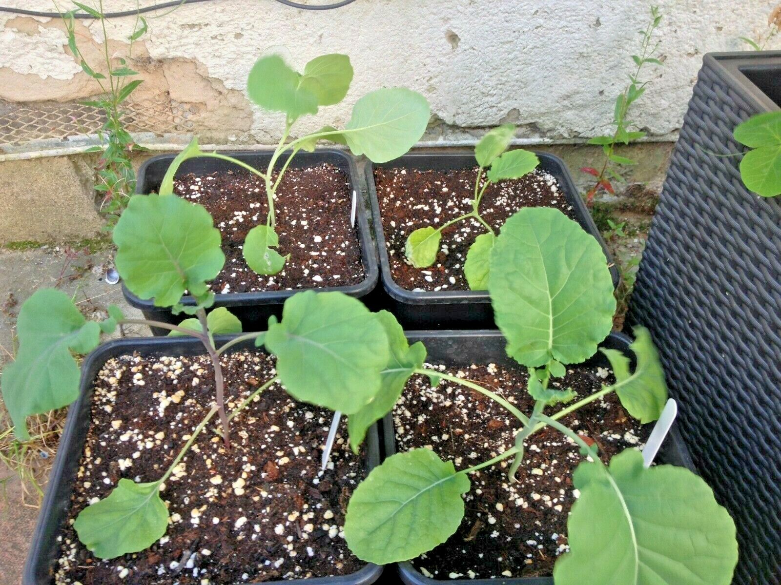 300+Green SPROUTING BROCCOLI Seeds Organic Heirloom Cool Season Vegetable Garden