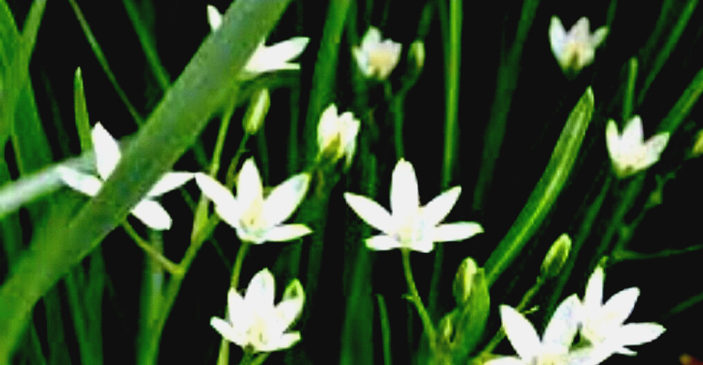 Star of Bethlehem Ornithogalum Umbellatum Perennial Spring Flowers 25+ Bulbs