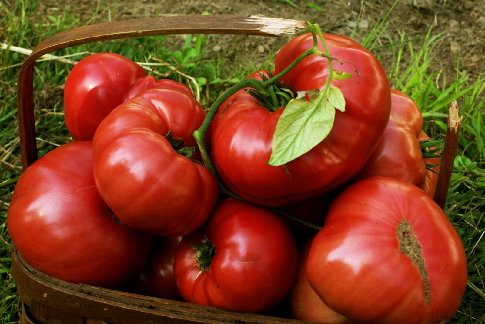 Pink Brandywine Heirloom Tomato Seeds- 75+ 2021 Heirloom Seeds