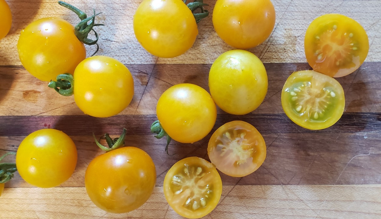 Sungold Select 2 Cherry Tomato (25 Seeds) – Free Shipping – very juicy!