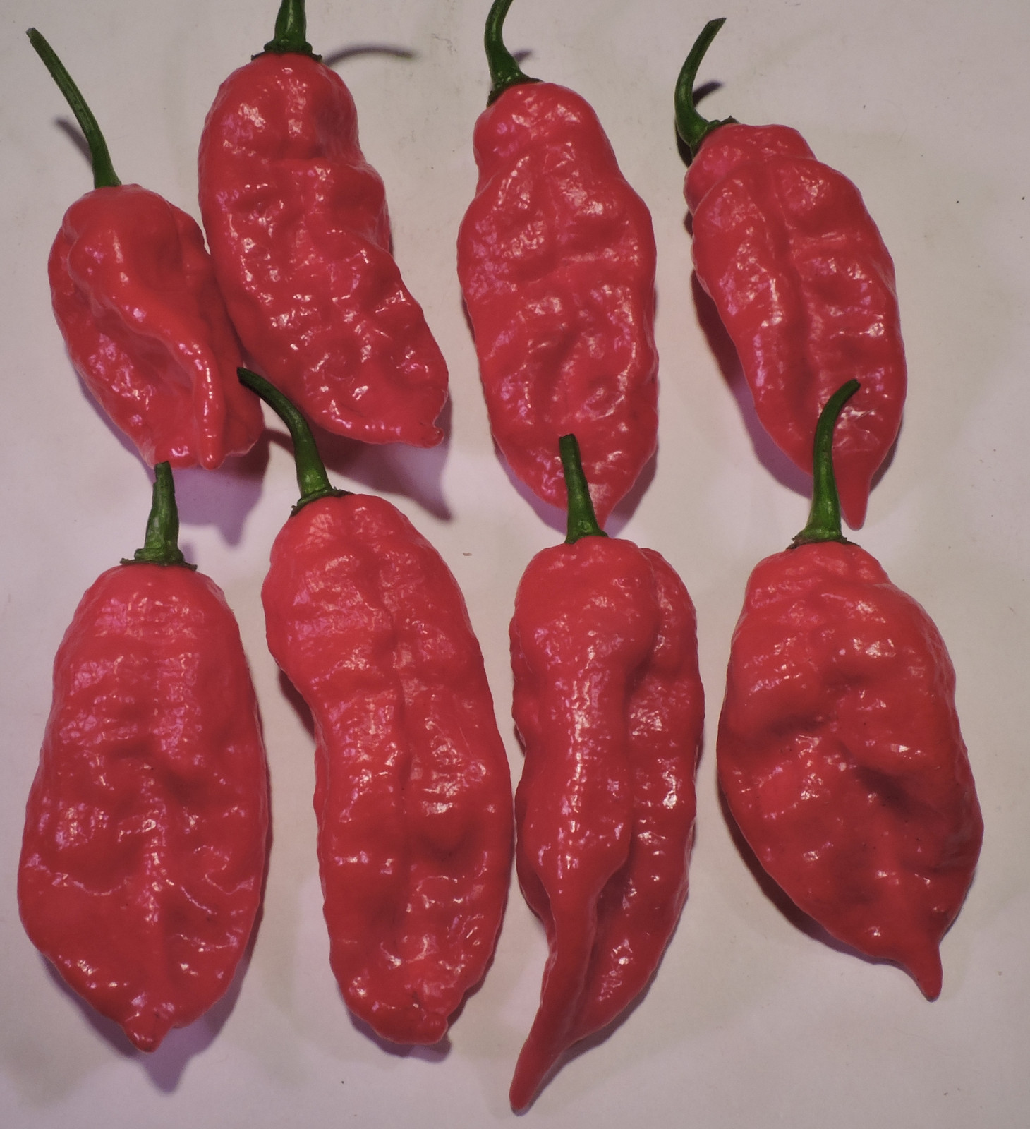 Rare Superhot Pepper Seeds Including Trinidad Scorpion CARDI & 7 Pot Douglah