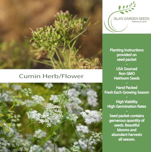 Cumin Seeds (Cuminum cyminum) – 300+ Heirloom Non GMO Seeds by Isla’s Garden