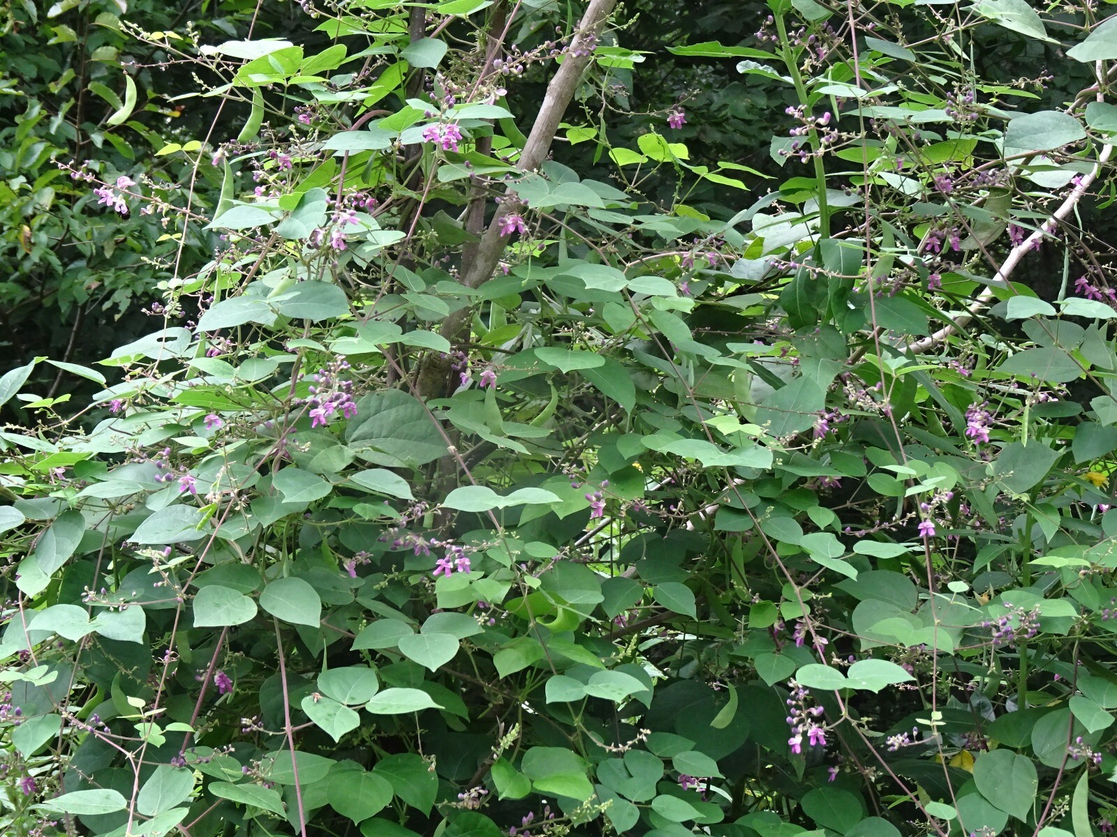 Phaseolus polystachios Thicket Bean 5 seeds from 2022 Native perennial bean