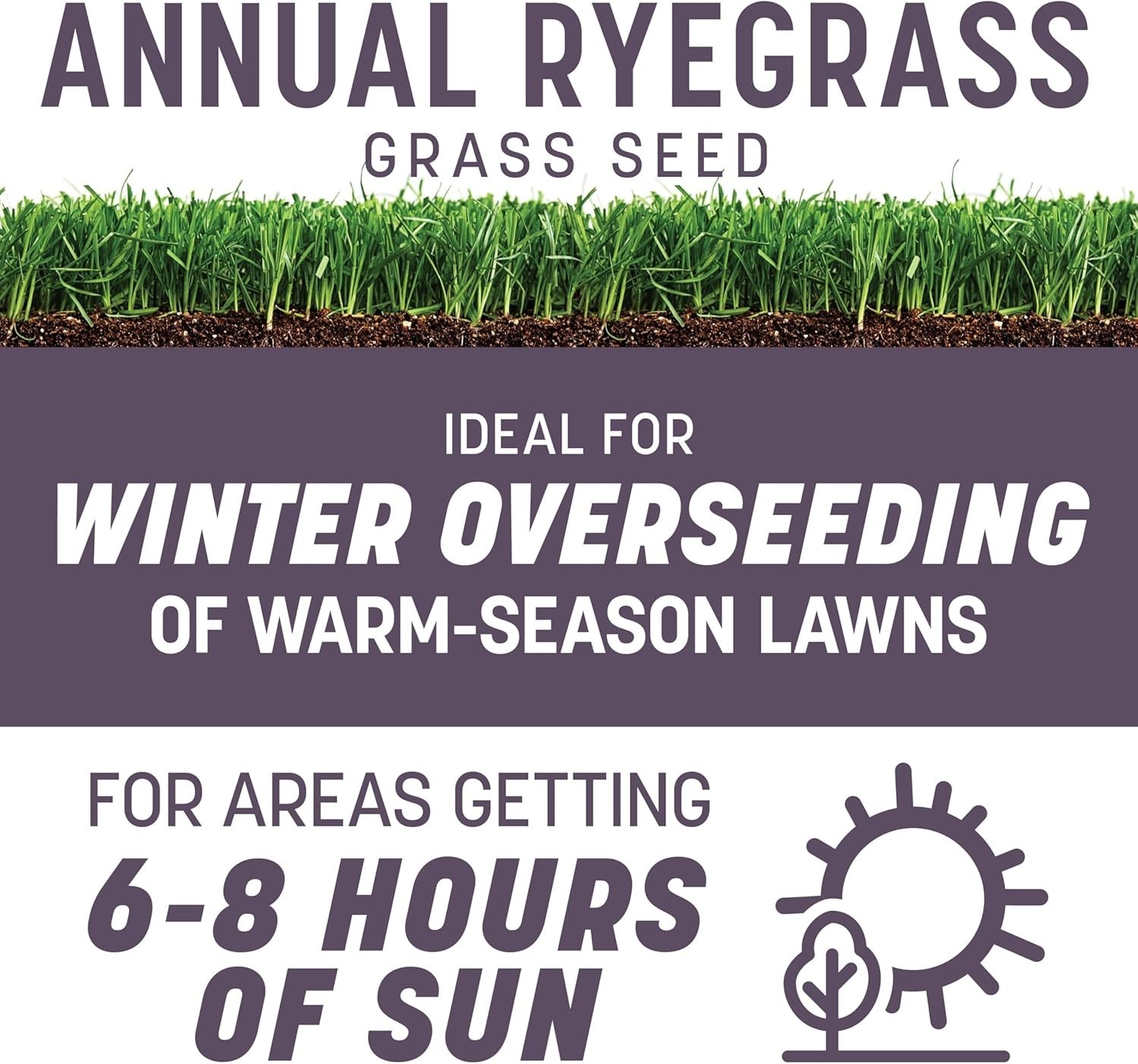 Disease-Resistant Annual Ryegrass Grass Seed for Quick Winter Coverage – 10 lb