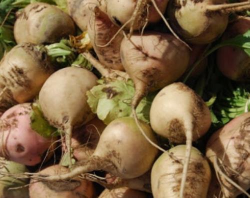 Sugar Beets – Seeds – Organic – Non Gmo – Heirloom Seeds – Vegetable Seeds