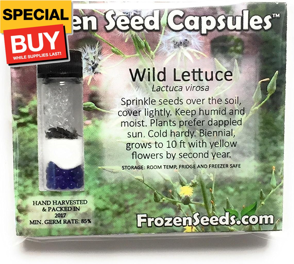 Wild Lettuce (Lactuca virosa) – Grow Now or Store for Future Planting – Capsule