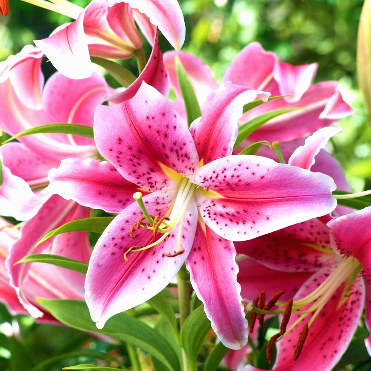 Lily Flower Bulbs 4 Stargazer Pink White Large Exquisite Flowers Spring Plant