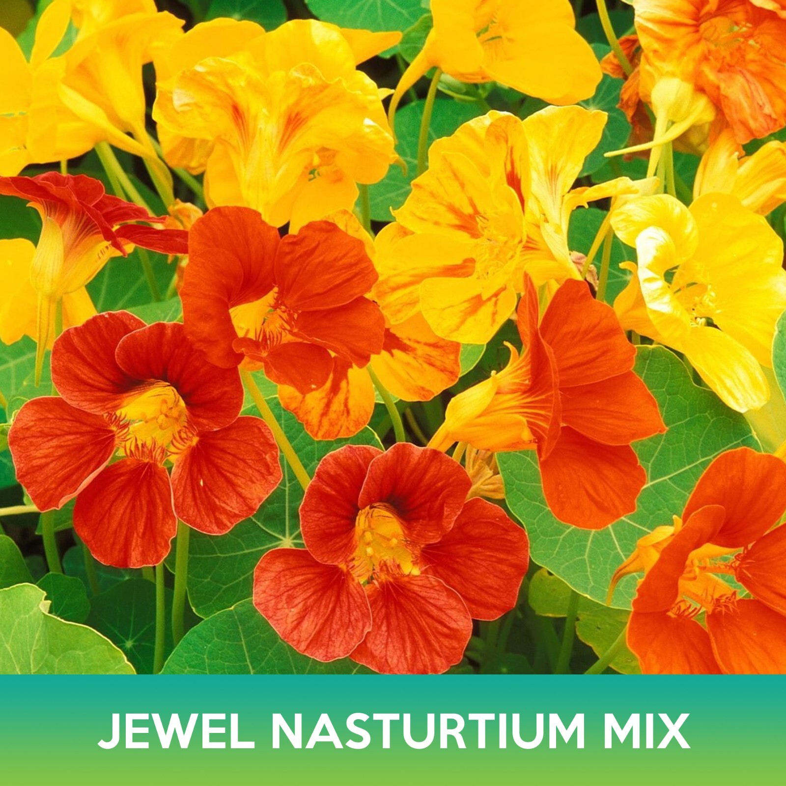 Jewel Nasturtium Flower Mix Seeds, Tropaeolum nanum