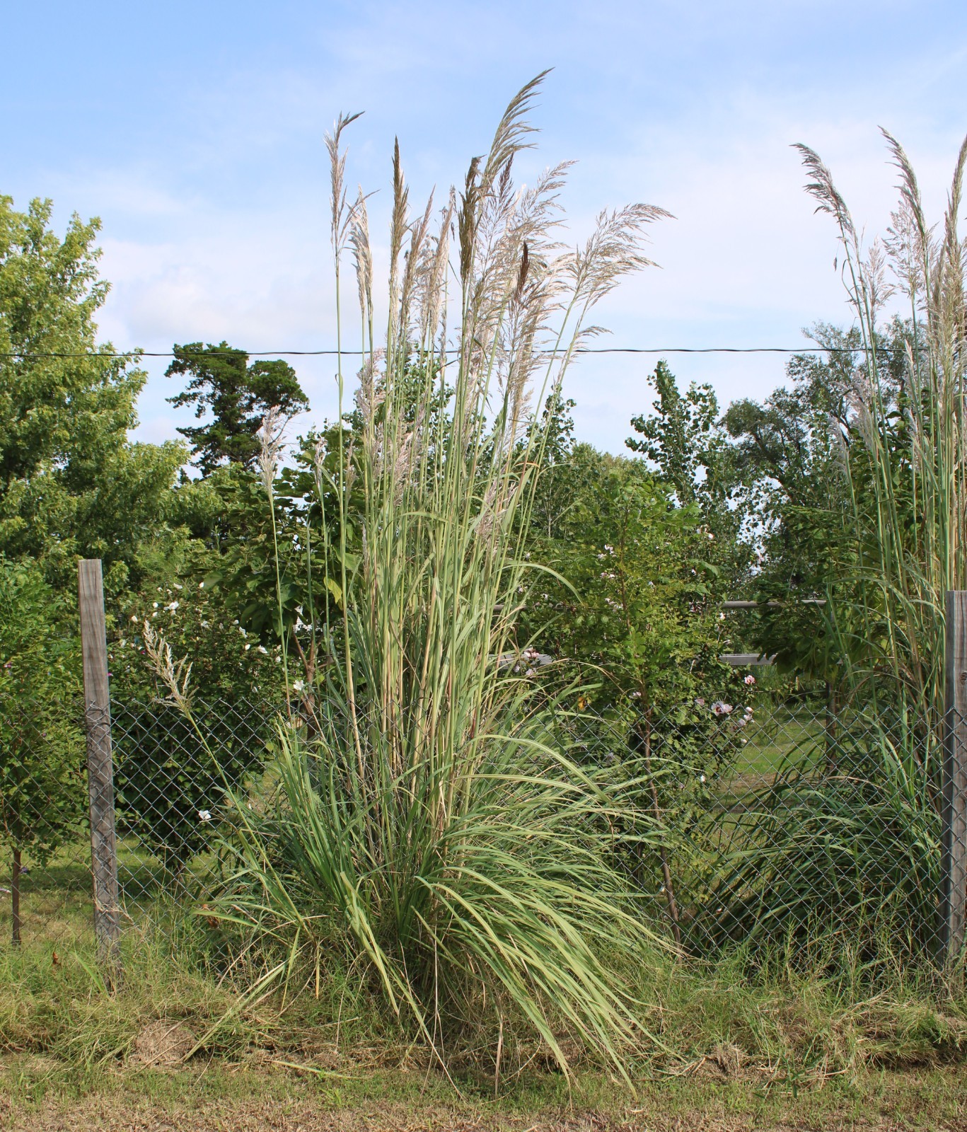1000+ Ornamental Pampas Grass Seeds Perennial Drought Hardy Fast Growers 10 Feet