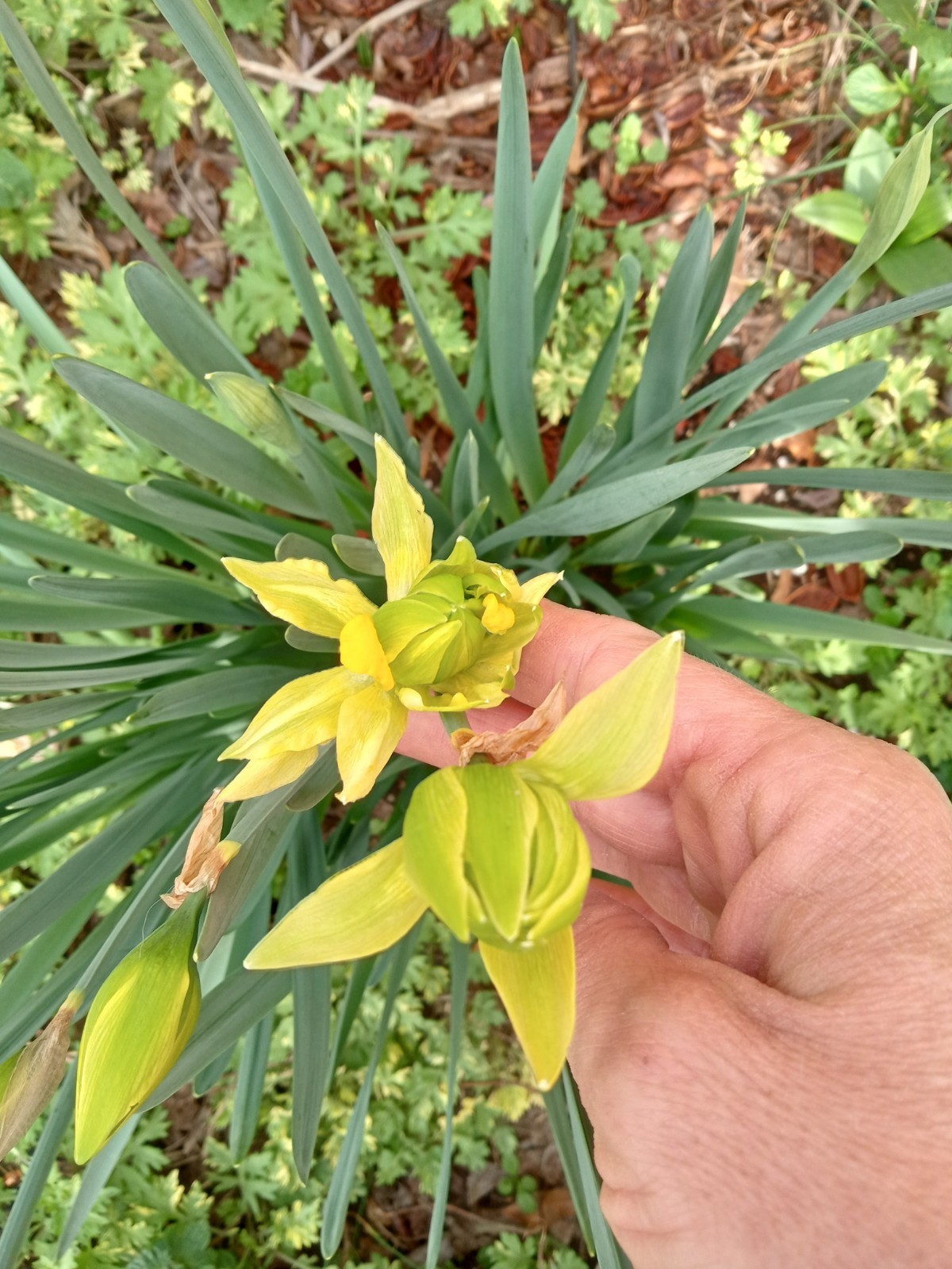 Daffodil (Narcissus pseudonarcissus) Flower Bulbs- Mixed Varieties- 15 Bulbs