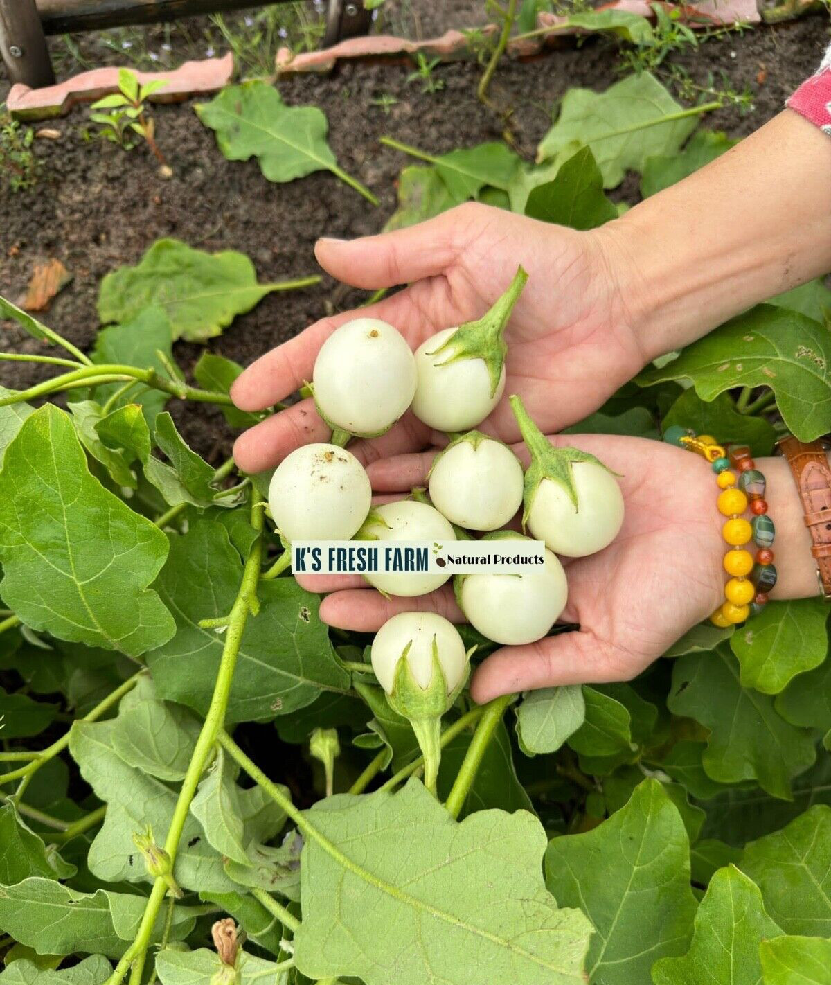 100+PCS WHITE ROUND EGGPLANT SEEDS, CÀ PHÁO TRẮNG