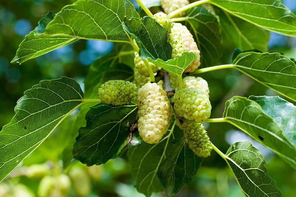 50+ White Mulberry Tree Seeds – Morus Alba – Non-GMO Seeds, Grown and Shipped fr