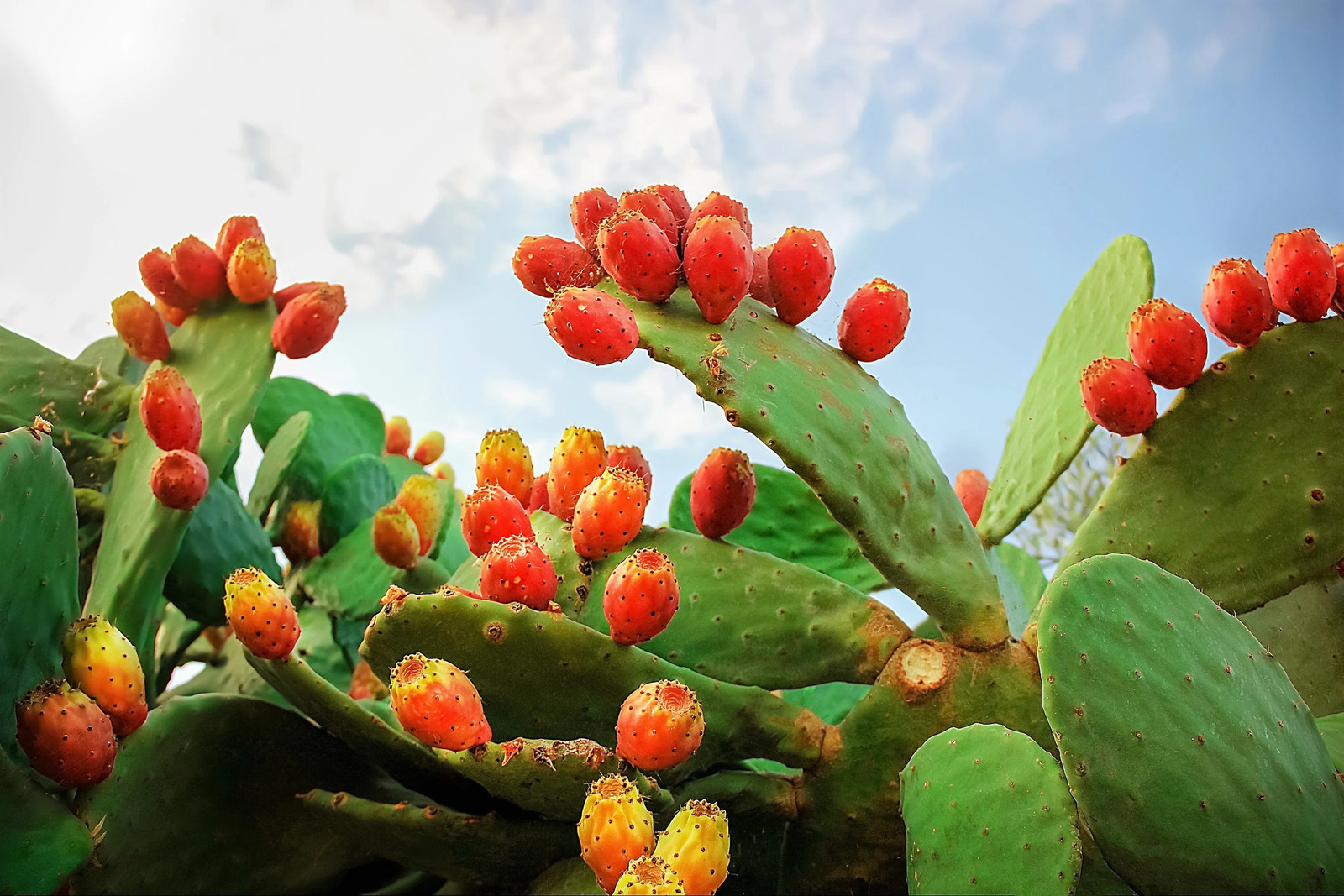 10 Orange PRICKLY PEAR CACTUS Indian Fig Opuntia Ficus-Indica Fruit Flower Seeds
