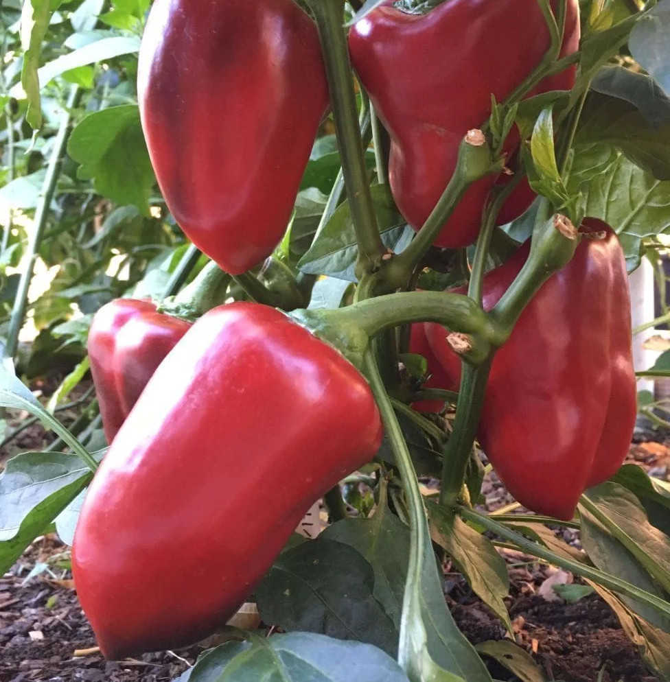 30+ GIANT RED BELL PEPPER SEEDS – SWEET – HEIRLOOM – ORGANIC – NON GMO — FRESH