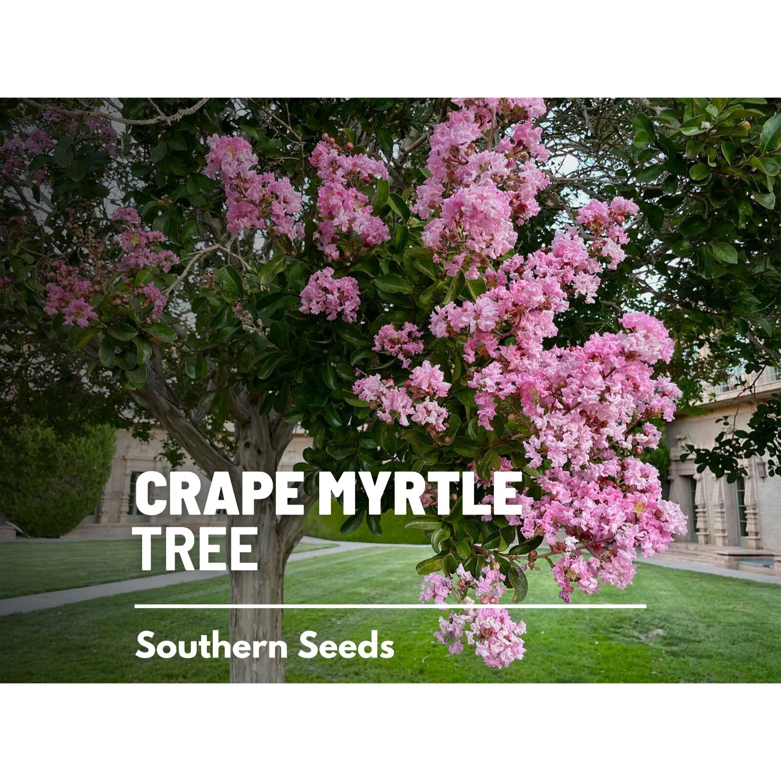 Crape Myrtle – 50 Seeds – Heirloom Tree, Striking and Colorful Blooms, Low Maint