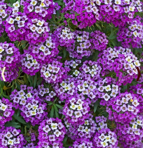 Landscaper’s Pack Alyssum DWARF CARPET BLEND Fragrant Groundcover 5000 Seeds!