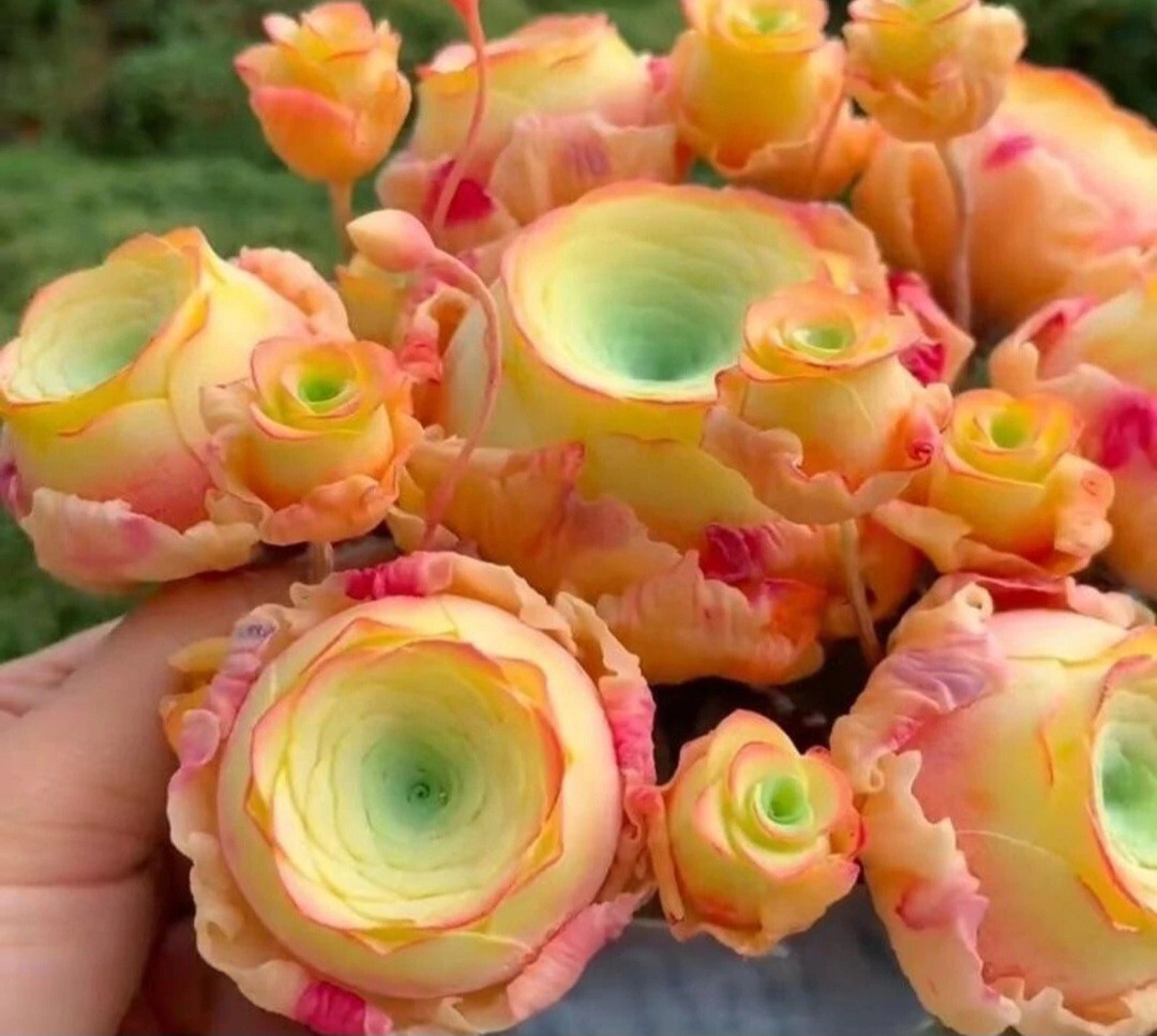 100 Succulent Seeds – Peach & Wine Rose, Mountain Purple Mix. *Free shipping*