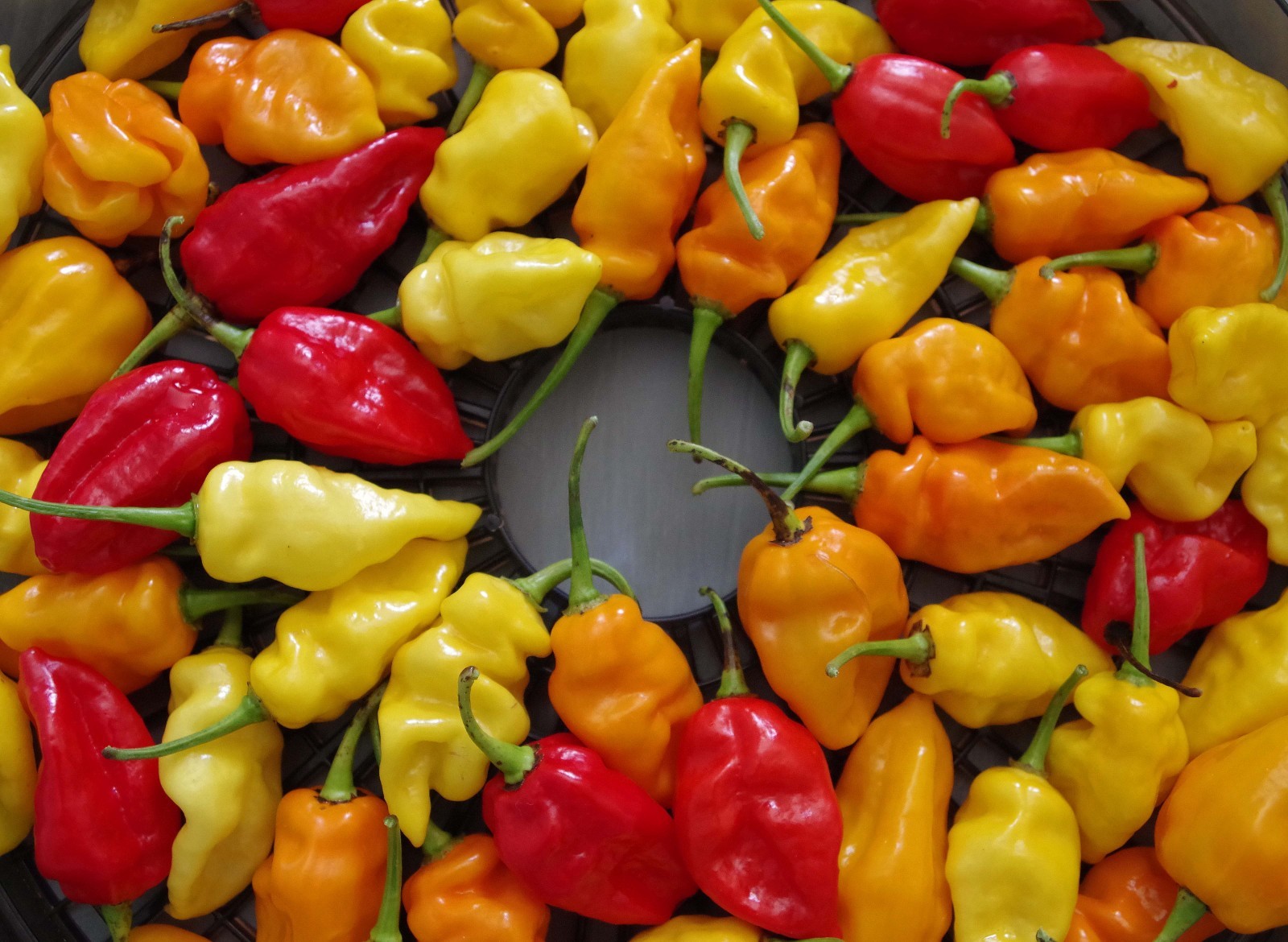 DEVIL’S TONGUE Color Mix Hot Pepper Seeds – 25, 50 seeds Organically Grown in TN