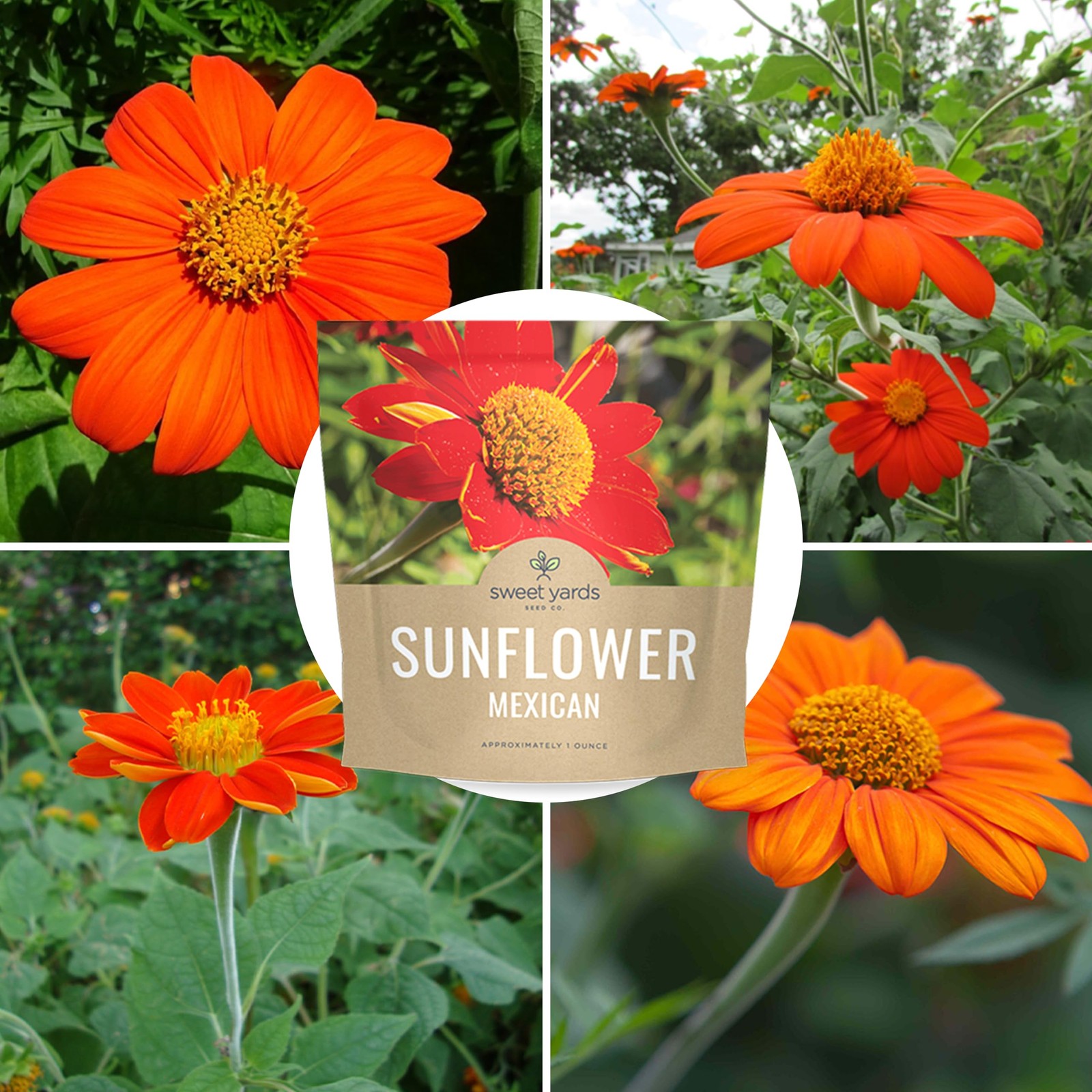 Mexican Sunflower Seeds – Extra Large Packet – Over 2,500 Open Pollinated Non…