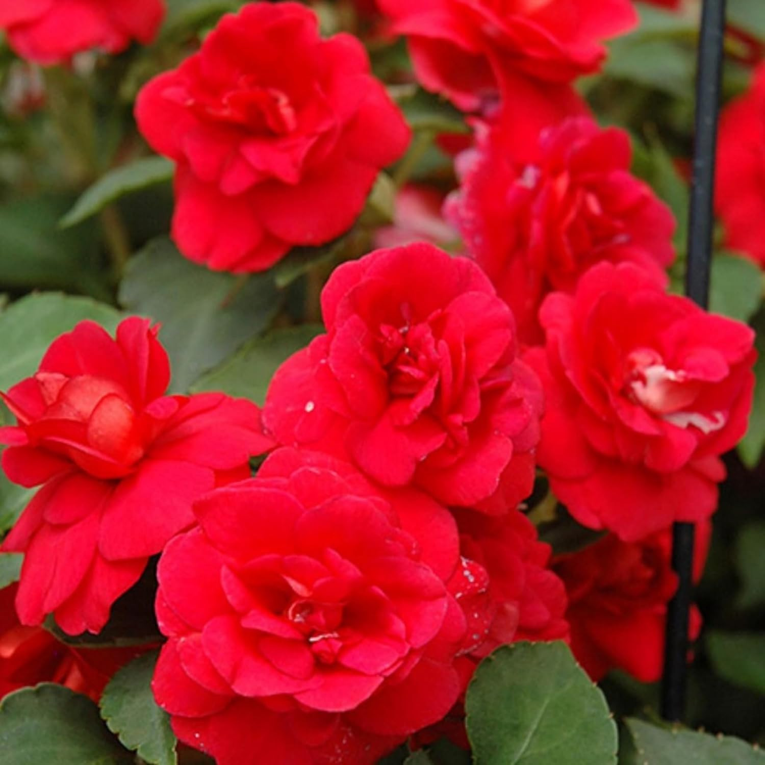 350+ Double Impatiens Seeds for Planting Perennial Annual Mixed Camellia
