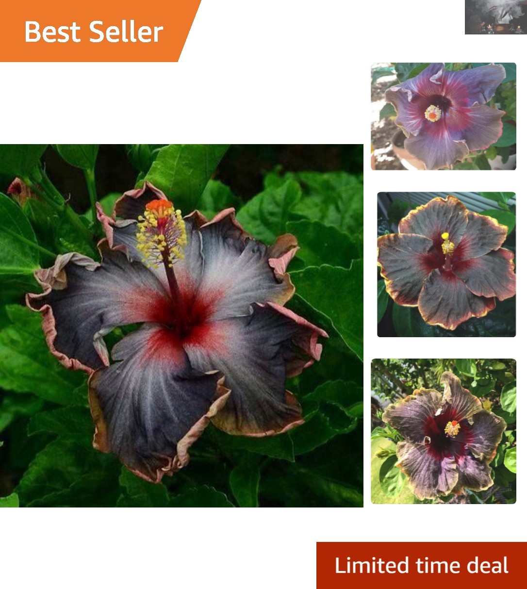 Beautiful Black Pink Purple Hibiscus Seeds – 20 Count for Culinary Gardens