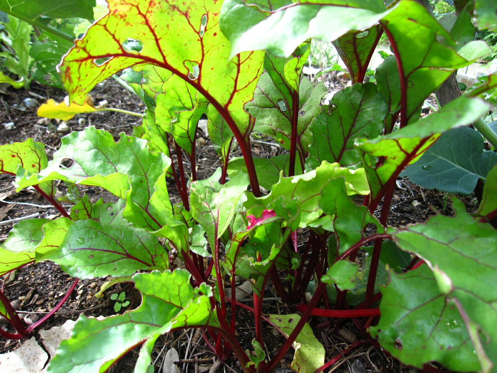 101+EARLY WONDER Beet Seeds Native Heirloom Vegetable Garden Patio Container