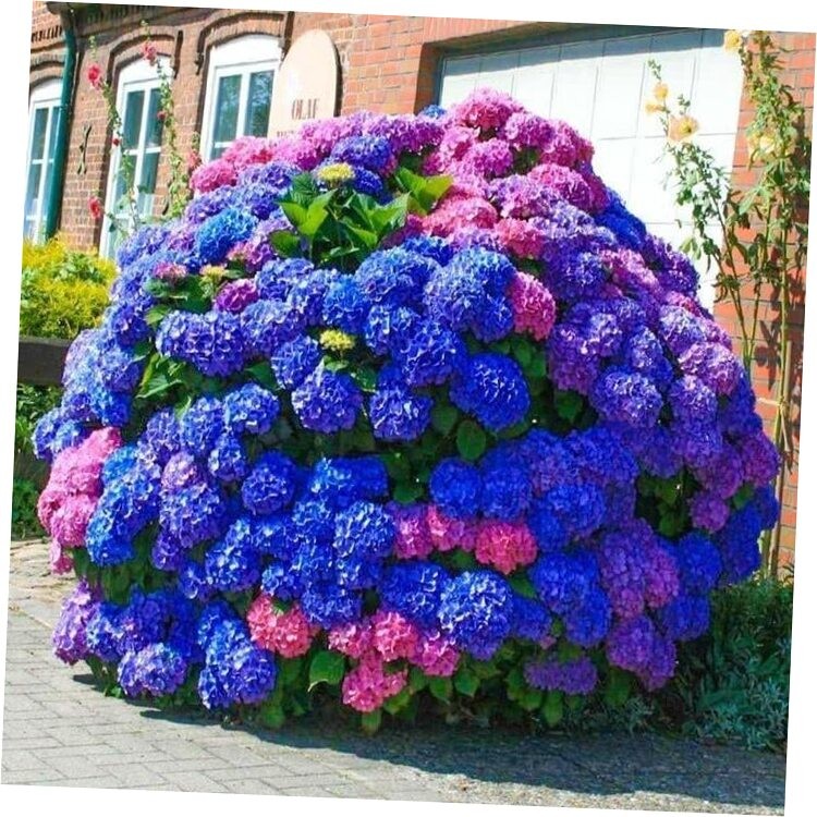 35pcs Blue Pink Purple Hydrangea Seeds – Stunning Perennial Flowers for