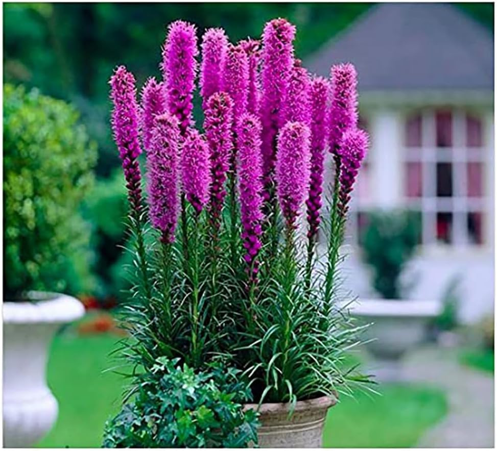 Purple Blazing Star – 5 Fresh Bulbs – Liatris Spicata Flower Bulb – Perennial Ga