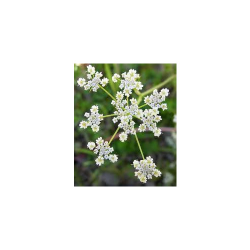 Caraway Great Herb by Seed Kingdom 1/4 Lb Seeds