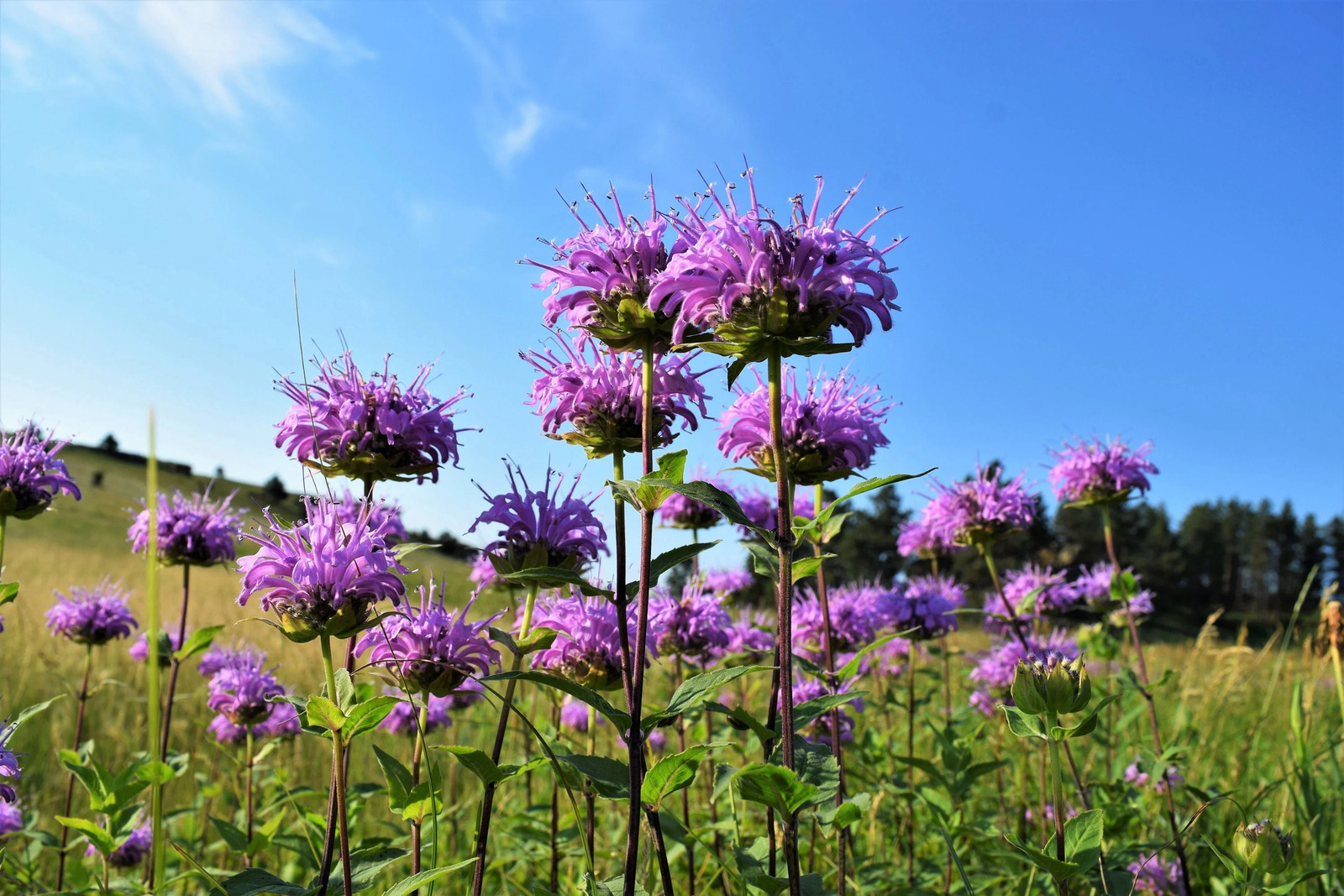 1000 WILD BERGAMOT Monarda Fistulosa Bee Balm Oswego Tea Herb Purple Flower Seed