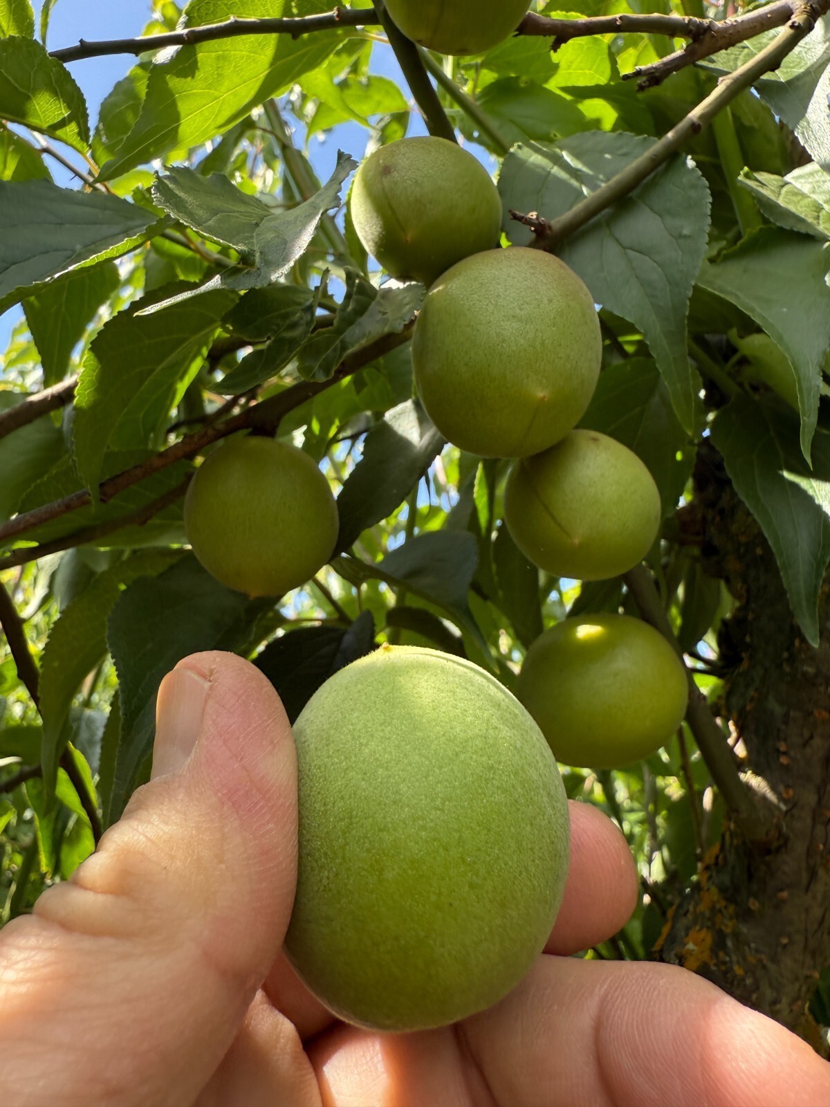 10 seeds Ume Maesil Prunus Mume Non GMO Organic non stratified Ume-Shu Ume-boshi