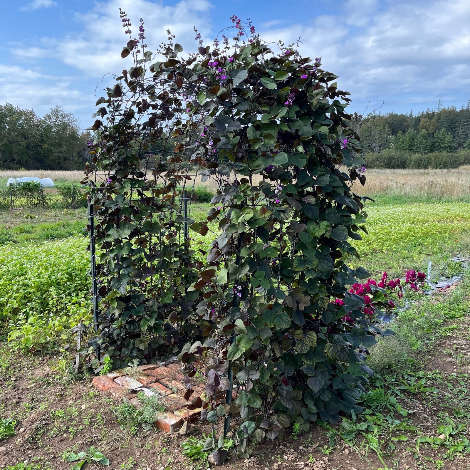 Ruby Moon hyacinth bean vine, Dolichos lablab 15 Seeds Free Shipping!