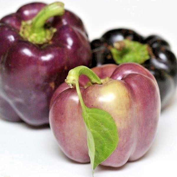 101+PURPLE Beauty Sweet BELL PEPPER Seed Organic Vegetable Garden Container Easy