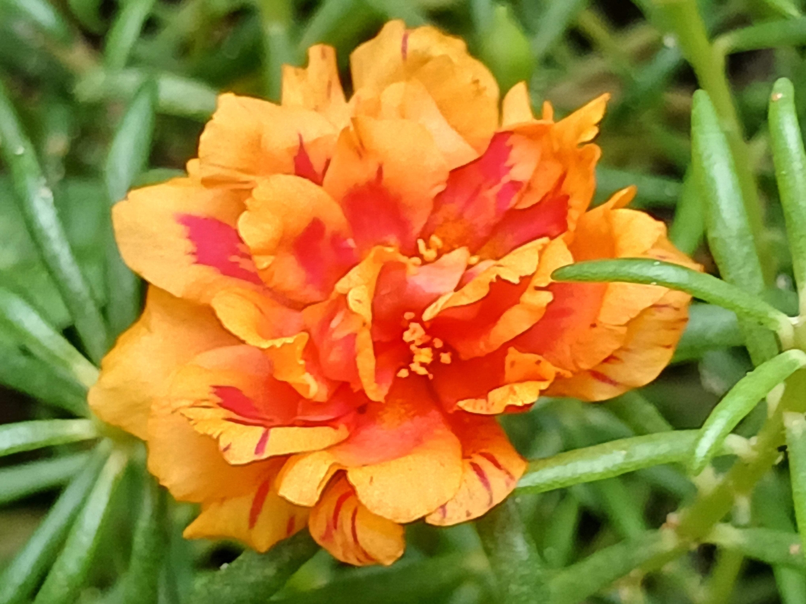 100 ORANGE PORTULACA Moss Rose Portulaca Grandiflora Flower Seeds *Comb S/H