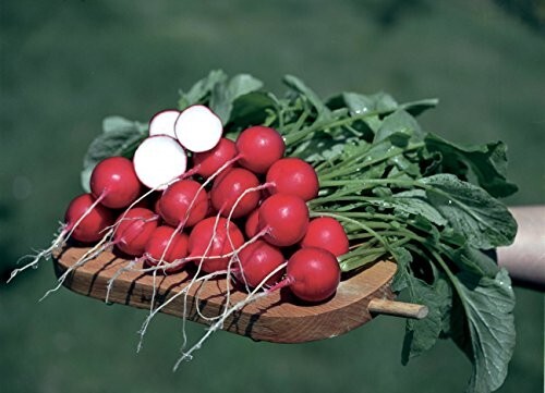600+ GERMAN GIANT RADISH SEEDS ——– HEIRLOOM — NON GMO