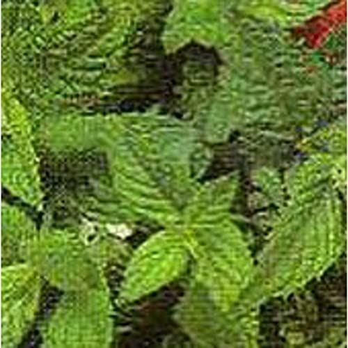 Spearmint Seeds (((25 Seed Packet))) (More Heirloom, Organic, Non GMO, Vegetable